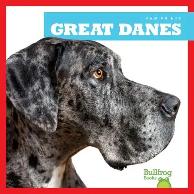 Nagy dánok - Great Danes