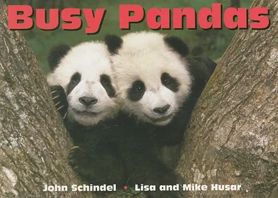 Szorgos pandák - Busy Pandas