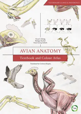 Madáranatómia: tankönyv és színes atlasz - Avian Anatomy: Textbook and Colour Atlas