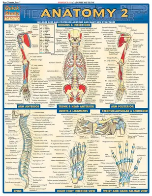 Anatómia 2 - referencia kézikönyv - Anatomy 2 - Reference Guide