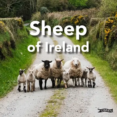 Írország juhai - Sheep of Ireland