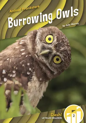 Baglyok - Burrowing Owls