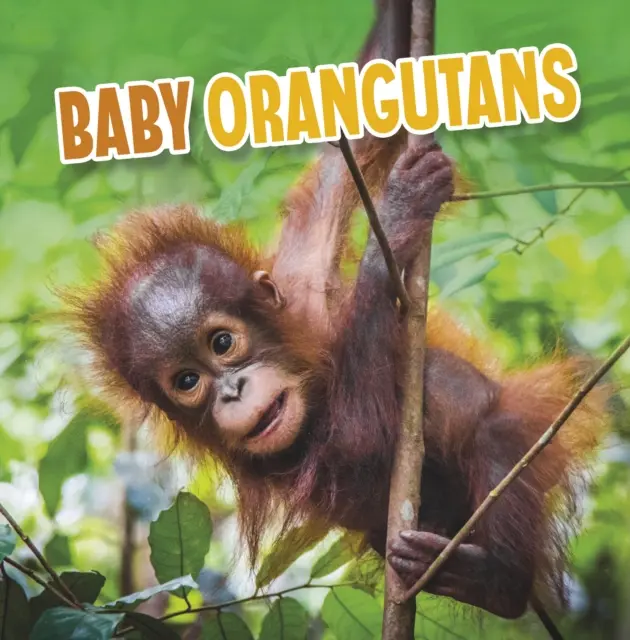 Baba orángutánok - Baby Orangutans