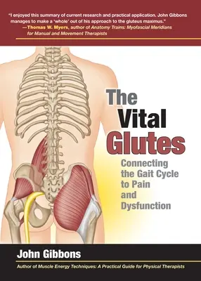 The Vital Glutes: A járásciklus és a fájdalom és a diszfunkció kapcsolata - The Vital Glutes: Connecting the Gait Cycle to Pain and Dysfunction