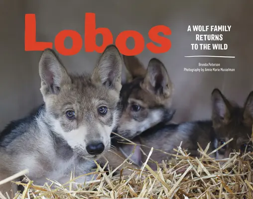 Lobos: Egy farkascsalád visszatér a vadonba - Lobos: A Wolf Family Returns to the Wild