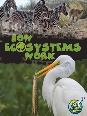 Hogyan működnek az ökoszisztémák - How Ecosystems Work