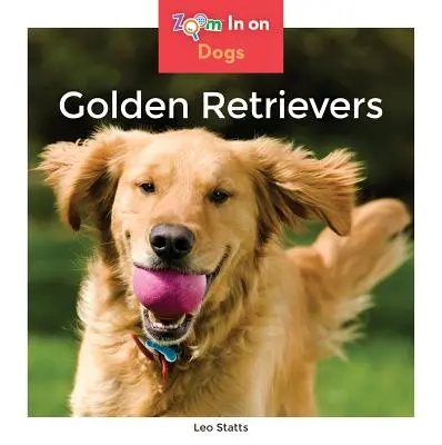 Golden Retrieverek - Golden Retrievers