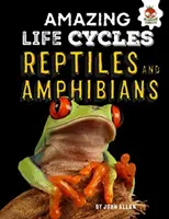 Hüllők és kétéltűek - Csodálatos életciklusok - Reptiles and Amphibians - Amazing Life Cycles