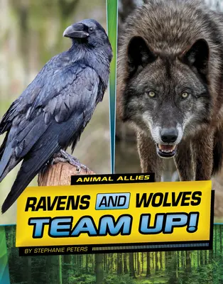 Hollók és farkasok összefogása! - Ravens and Wolves Team Up!