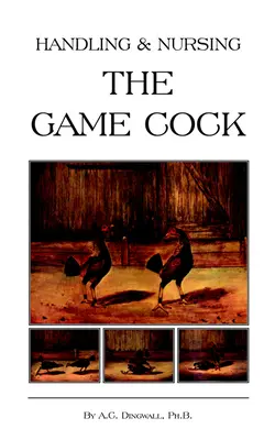 A vadkakas kezelése és ápolása (A kakasviadalok története sorozat) - Handling and Nursing the Game Cock (History of Cockfighting Series)