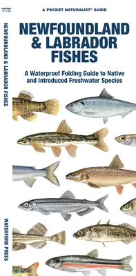 Új-Fundland és Labrador halai: A Waterproof Folding Guide to Native and Introduced Freshwater Species (Vízálló, összecsukható útmutató az őshonos és betelepített édesvízi fajokról). - Newfoundland & Labrador Fishes: A Waterproof Folding Guide to Native and Introduced Freshwater Species