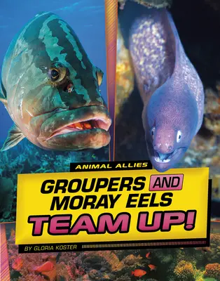 A sügérek és a murénák összefognak! - Groupers and Moray Eels Team Up!