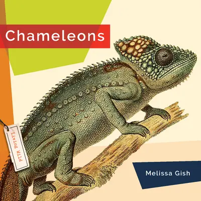 Kaméleonok - Chameleons