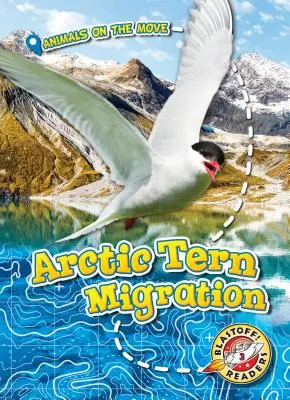 Sarki csér vonulása - Arctic Tern Migration