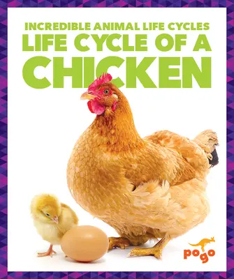 Egy csirke életciklusa - Life Cycle of a Chicken