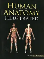 Emberi anatómia illusztrálva - Human Anatomy Illustrated