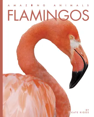 Flamingók - Flamingos