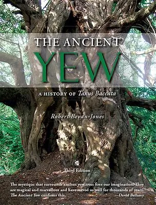 Ősi tiszafa - A Taxus Baccata története - Ancient Yew - A History of Taxus Baccata