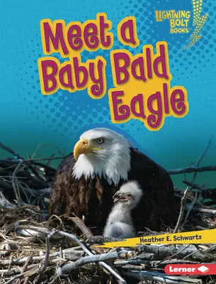 Ismerj meg egy kopasz sasbébit - Meet a Baby Bald Eagle