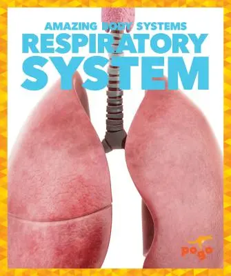 Légzőrendszer - Respiratory System