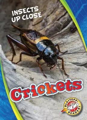 Tücskök - Crickets