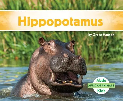 Víziló - Hippopotamus