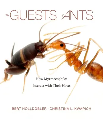 A hangyák vendégei: Hogyan lépnek kapcsolatba a mirigofilok a gazdatestekkel - The Guests of Ants: How Myrmecophiles Interact with Their Hosts