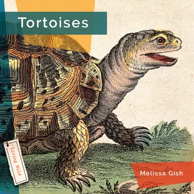 teknősök - Tortoises