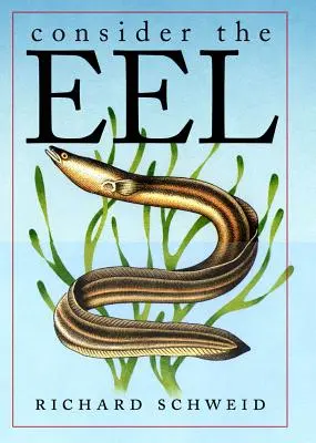 Tekintsd az angolnát - Consider the Eel