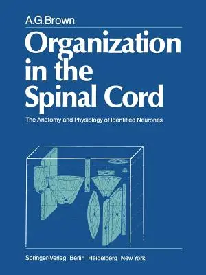 Szerveződés a gerincvelőben: Az azonosított neuronok anatómiája és fiziológiája - Organization in the Spinal Cord: The Anatomy and Physiology of Identified Neurones