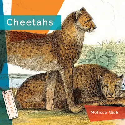 Gepárdok - Cheetahs