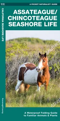 Assateague/Chincoteague Seashore Life - A Waterproof Folding Guide to Familiar Animals & Plants (Assateague/Chincoteague tengerparti élővilág - Egy vízálló, összecsukható útmutató ismerős állatokhoz és növényekhez) - Assateague/Chincoteague Seashore Life - A Waterproof Folding Guide to Familiar Animals & Plants