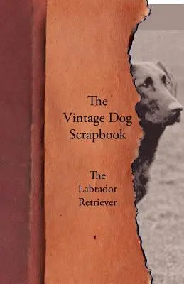 A Vintage Dog Scrapbook - A Labrador Retriever - The Vintage Dog Scrapbook - The Labrador Retriever