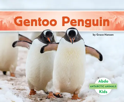 Tučňák gentoo - Gentoo Penguin