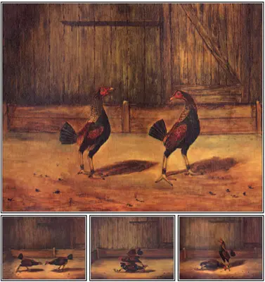 A harci kakasok tenyésztése és kezelése - The Breeding and Management of Fighting Cocks