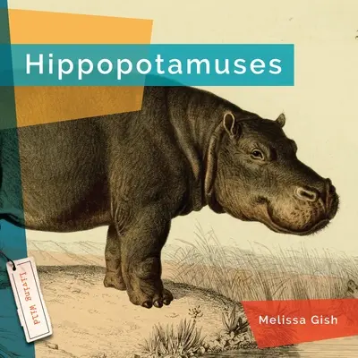 Vízilovak - Hippopotamuses