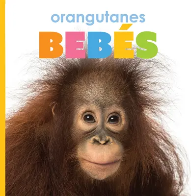 Orangutánok Bebs - Orangutanes Bebs