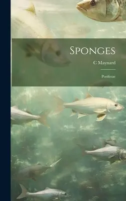 Szivacsok; Poriferae - Sponges; Poriferae