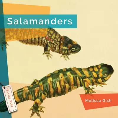 Szalamandrák - Salamanders