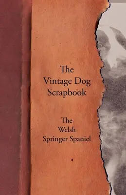 A Vintage Dog Scrapbook - A Welsh Springer spániel - The Vintage Dog Scrapbook - The Welsh Springer Spaniel