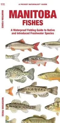 Manitoba Fishes: A Waterproof Folding Guide to Native and Introduced Freshwater Species (Vízálló összecsukható útmutató az őshonos és betelepített édesvízi fajokhoz) - Manitoba Fishes: A Waterproof Folding Guide to Native and Introduced Freshwater Species