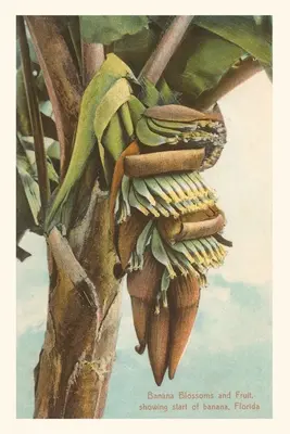 Vintage Journal Banánvirág, Florida - Vintage Journal Banana Blossom, Florida