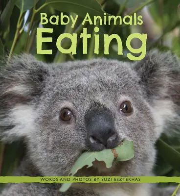 Baby állatok evés - Baby Animals Eating