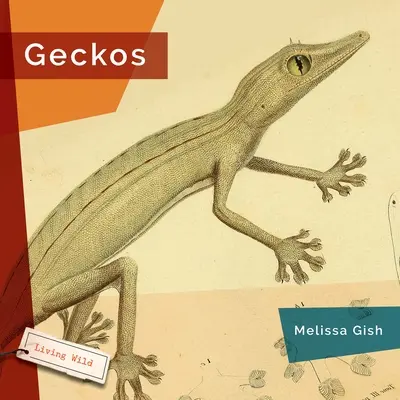 Geckók - Geckos