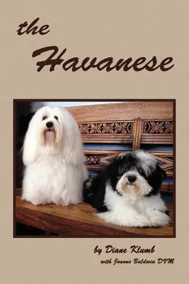 A havanese - The Havanese