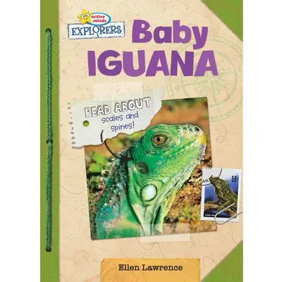 Baba leguán - Baby Iguana