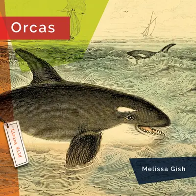 Orkák - Orcas