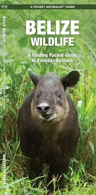 Belize Wildlife: A Folding Pocket Guide to Familiar Animals (Összecsukható zsebkönyv ismerős állatokról) - Belize Wildlife: A Folding Pocket Guide to Familiar Animals