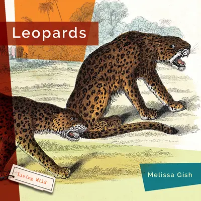 Leopárdok - Leopards