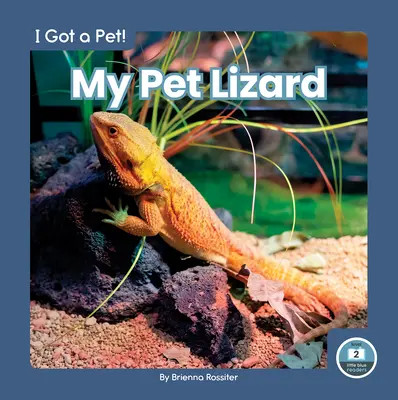 Háziállat gyíkom - My Pet Lizard